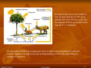 Eduardo Gómez La Ecosfera Se supone que de un nivel trófico a otro no pasa más de un 10% de la energía del nivel anterior, y por eso las cadenas tróficas no pueden tener mas de 4 o 5 eslabones En una cadena trófica, la energía que entra es igual a la acumulada en forma de materia orgánica en cada nivel mas la desprendida en forma de calor, luego la energía se conserva. 