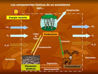 Los componentes básicos de un ecosistema son... Elementos abióticos Productores  consumidores Energía radiante Respiración  Nutrientes  CO 2 O 2 H  2 O Consumo  Descomposición  Deposición  CO 2 O 2 H  2 O Nutrientes  Caída de hojas Translocación  