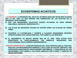 ECOSISTEMAS ACUÁTICOS
• LA DENSIDAD: LA DENSIDAD DEL AGUA ES, DE MEDIA UNAS 850 VECES MÁS ELEVADA
QUE LA DEL AIRE, LO QUE ORIGINA UNA DISMINUCIÓN DE LOS EFECTOS DE LA
GRAVEDAD. ESTO PERMITE:
A) QUE LOS ORGANISMOS ACUÁTICOS PUEDEN ALCANZAR UN GRAN TAMAÑO
(BALLENAS, NARVALES, MARSOPAS,ETC.)
B) LAS ALGAS NO NECESITAN TEJIDOS DE SOSTÉN COMO LAS PLANTAS DE TIERRA
FIRME.
C) FAVORECE LA FLOTABILIDAD Y PERMITE A ALGUNOS ORGANISMOS MOVERSE
APROVECHANDO ESTA CARACTERÍSTICA, POR EJEMPLO LAS MEDUSAS.
D) EL ROZAMIENTO ES MUCHO MAYOR QUE EN EL AIRE. PARA EVITAR ESTA
RESISTENCIA AL DESPLAZAMIENTO, LOS ANIMALES ´NADADORES HAN
EVOLUCIONADO HACIA DISEÑOS HIDRODINÁMICOS.
• PRESIÓN HIDROSTÁTICA: LA MAYOR DENSIDAD DEL AGUA PROVOCA QUE EL PESO DEL
AGUA EN LAS PROFUNDIDADES MARINAS LLEGA A SER UN FACTOR LIMITANTE, QUE
CONDICIONA IMPORTANTES ADAPTACIONES ANATÓMICAS Y FISIOLÓGICAS DE LOS
ORGANISMOS. POR EJEMPLO, LOS PECES ABISALES SON PLANOS Y CARECEN DE
VEJIGA NATATORIA.
 