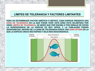 LÍMITES DE TOLERANCIA Y FACTORES LIMITANTES
PARA UN DETERMINADO FACTOR ABIÓTICO O BIÓTICO, CADA ESPECIE PRESENTA UNA
ZONA DE TOLERANCIA EN LA QUE PUEDE VIVIR. ESTA ZONA ESTÁ DELIMITADA POR
UNOS LÍMITES DE TOLERANCIA, DE MODO QUE POR ENCIMA O POR DEBAJO DE ESTOS
LA SUPERVIVENCIA DE LA ESPECIE ES MUY DIFÍCIL Y LA POBLACIÓN PODRÍA
DESAPARECER. DENTRO DE LA ZONA DE TOLERANCIA EXISTE UNA ZONA ÓPTIMA EN LA
QUE LA ESPECIE CRECE MÁS RÁPIDO Y DEJA MÁS DESCENDENCIA.
 