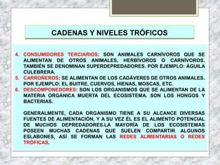 CADENAS Y NIVELES TRÓFICOS
4. CONSUMIDORES TERCIARIOS: SON ANIMALES CARNÍVOROS QUE SE
ALIMENTAN DE OTROS ANIMALES, HERBÍVOROS O CARNÍVOROS.
TAMBIÉN SE DENOMINAN SUPERDEPREDADORES. POR EJEMPLO: ÁGUILA
CULEBRERA.
5. CARROÑEROS: SE ALIMENTAN DE LOS CADÁVERES DE OTROS ANIMALES.
POR EJEMPLO: EL BUITRE, CUERVOS, HIENAS, MOSCAS, ETC.
6. DESCOMPONEDORES: SON LOS ORGANISMOS QUE SE ALIMENTAN DE LA
MATERIA ORGÁNICA MUERTA DEL ECOSISTEMA. SON LOS HONGOS Y
BACTERIAS.
GENERALMENTE, CADA ORGANISMO TIENE A SU ALCANCE DIVERSAS
FUENTES DE ALIMENTACIÓN, Y A SU VEZ ÉL ES EL ALIMENTO POTENCIAL
DE MUCHOS DEPREDADORES.LA MAYORÍA DE LOS ECOSISTEMAS
POSEEN MUCHAS CADENAS QUE SUELEN COMPARTIR ALGUNOS
ESLABONES, ASÍ SE FORMAN LAS REDES ALIMENTARIAS O REDES
TRÓFICAS.
 
