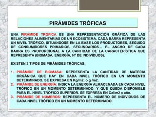 PIRÁMIDES TRÓFICAS
UNA PIRÁMIDE TRÓFICA ES UNA REPRESENTACIÓN GRÁFICA DE LAS
RELACIONES ALIMENTARIAS DE UN ECOSISTEMA. CADA BARRA REPRESENTA
UN NIVEL TRÓFICO, SITUÁNDOSE EN LA BASE LOS PRODUCTORES, SEGUIDO
DE CONSUMIDORES PRIMARIOS, SECUNDARIOS… EL ANCHO DE CADA
BARRA ES PROPORCIONAL A LA CANTIDAD DE LA CARACTERÍSTICA QUE
REPRESENTA (BIOMASA, ENERGÍA, Nº DE INDIVIDUOS).
EXISTEN 3 TIPOS DE PIRÁMIDES TRÓFICAS:
1. PIRÁMIDE DE BIOMASA: REPRESENTA LA CANTIDAD DE MATERIA
ORGÁNICA QUE HAY EN CADA NIVEL TRÓFICO EN UN MOMENTO
DETERMINADO. SE EXPRESA EN Kg/m2, o g /m2.
2. PIRÁMIDE DE ENERGÍA: INDICA LA ENERGÍA ALMACENADA EN CADA NIVEL
TRÓFICO EN UN MOMENTO DETERMINADO, Y QUE QUEDA DISPONIBLE
PARA EL NIVEL TRÓFICO SUPERIOR. SE EXPRESA EN Cal/m2 x año.
3. PIRÁMIDE DE NÚMEROS: REPRESENTA EL NÚMERO DE INDIVIDUOS DE
CADA NIVEL TRÓFICO EN UN MOMENTO DETERMINADO.
 