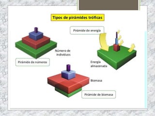 EL APARATO REPRODUCTOR MASCULINO
 