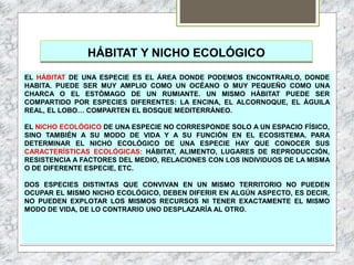 HÁBITAT Y NICHO ECOLÓGICO
EL HÁBITAT DE UNA ESPECIE ES EL ÁREA DONDE PODEMOS ENCONTRARLO, DONDE
HABITA. PUEDE SER MUY AMPLIO COMO UN OCÉANO O MUY PEQUEÑO COMO UNA
CHARCA O EL ESTÓMAGO DE UN RUMIANTE. UN MISMO HÁBITAT PUEDE SER
COMPARTIDO POR ESPECIES DIFERENTES: LA ENCINA, EL ALCORNOQUE, EL ÁGUILA
REAL, EL LOBO… COMPARTEN EL BOSQUE MEDITERRÁNEO.
EL NICHO ECOLÓGICO DE UNA ESPECIE NO CORRESPONDE SOLO A UN ESPACIO FÍSICO,
SINO TAMBIÉN A SU MODO DE VIDA Y A SU FUNCIÓN EN EL ECOSISTEMA. PARA
DETERMINAR EL NICHO ECOLÓGICO DE UNA ESPECIE HAY QUE CONOCER SUS
CARACTERÍSTICAS ECOLÓGICAS: HÁBITAT, ALIMENTO, LUGARES DE REPRODUCCIÓN,
RESISTENCIA A FACTORES DEL MEDIO, RELACIONES CON LOS INDIVIDUOS DE LA MISMA
O DE DIFERENTE ESPECIE, ETC.
DOS ESPECIES DISTINTAS QUE CONVIVAN EN UN MISMO TERRITORIO NO PUEDEN
OCUPAR EL MISMO NICHO ECOLÓGICO, DEBEN DIFERIR EN ALGÚN ASPECTO, ES DECIR,
NO PUEDEN EXPLOTAR LOS MISMOS RECURSOS NI TENER EXACTAMENTE EL MISMO
MODO DE VIDA, DE LO CONTRARIO UNO DESPLAZARÍA AL OTRO.
 