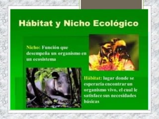 HÁBITAT Y NICHO ECOLÓGICO
EL HÁBITAT DE UNA ESPECIE ES EL ÁREA DONDE PODEMOS ENCONTRARLO, DONDE
HABITA. PUEDE SER MUY AMPLIO COMO UN OCÉANO O MUY PEQUEÑO COMO UNA
CHARCA O EL ESTÓMAGO DE UN RUMIANTE. UN MISMO HÁBITAT PUEDE SER
COMPARTIDO POR ESPECIES DIFERENTES: LA ENCINA, EL ALCORNOQUE, EL ÁGUILA
REAL, EL LOBO… COMPARTEN EL BOSQUE MEDITERRÁNEO.
EL NICHO ECOLÓGICO DE UNA ESPECIE NO CORRESPONDE SOLO A UN ESPACIO FÍSICO,
SINO TAMBIÉN A SU MODO DE VIDA Y A SU FUNCIÓN EN EL ECOSISTEMA. PARA
DETERMINAR EL NICHO ECOLÓGICO DE UNA ESPECIE HAY QUE CONOCER SUS
CARACTERÍSTICAS ECOLÓGICAS: HÁBITAT, ALIMENTO, LUGARES DE REPRODUCCIÓN,
RESISTENCIA A FACTORES DEL MEDIO, RELACIONES CON LOS INDIVIDUOS DE LA MISMA
O DE DIFERENTE ESPECIE, ETC.
DOS ESPECIES DISTINTAS QUE CONVIVAN EN UN MISMO TERRITORIO NO PUEDEN
OCUPAR EL MISMO NICHO ECOLÓGICO, DEBEN DIFERIR EN ALGÚN ASPECTO, ES DECIR,
NO PUEDEN EXPLOTAR LOS MISMOS RECURSOS NI TENER EXACTAMENTE EL MISMO
MODO DE VIDA, DE LO CONTRARIO UNO DESPLAZARÍA AL OTRO.
 