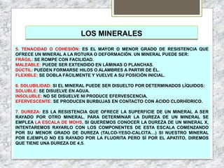 LOS MINERALES
5. TENACIDAD O COHESIÓN: ES EL MAYOR O MENOR GRADO DE RESISTENCIA QUE
OFRECE UN MINERAL A LA ROTURA O DEFORMACIÓN. UN MINERAL PUEDE SER:
FRÁGIL: SE ROMPE CON FACILIDAD.
MALEABLE: PUEDE SER EXTENDIDO EN LÁMINAS O PLANCHAS.
DÚCTIL: PUEDEN FORMARSE HILOS O ALAMBRES A PARTIR DE ÉL.
FLEXIBLE: SE DOBLA FÁCILMENTE Y VUELVE A SU POSICIÓN INICIAL.
6. SOLUBILIDAD: SI EL MINERAL PUEDE SER DISUELTO POR DETERMINADOS LÍQUIDOS:
SOLUBLE: SE DISUELVE EN AGUA.
INSOLUBLE: NO SE DISUELVE NI PRODUCE EFERVESCENCIA.
EFERVESCENTE: SE PRODUCEN BURBUJAS EN CONTACTO CON ÁCIDO CLORHÍDRICO.
7. DUREZA: ES LA RESISTENCIA QUE OFRECE LA SUPERFICIE DE UN MINERAL A SER
RAYADO POR OTRO MINERAL. PARA DETERMINAR LA DUREZA DE UN MINERAL SE
EMPLEA LA ESCALA DE MOHS. SI QUEREMOS CONOCER LA DUREZA DE UN MINERAL X,
INTENTAREMOS RAYARLO CON LOS COMPONENTES DE ESTA ESCALA COMENZANDO
POR SU MENOR GRADO DE DUREZA (TALCO-YESO-CALCITA…) SI NUESTRO MINERAL
POR EJEMPLO NO ES RAYADO POR LA FLUORITA PERO SÍ POR EL APATITO, DIREMOS
QUE TIENE UNA DUREZA DE 4,5.
 