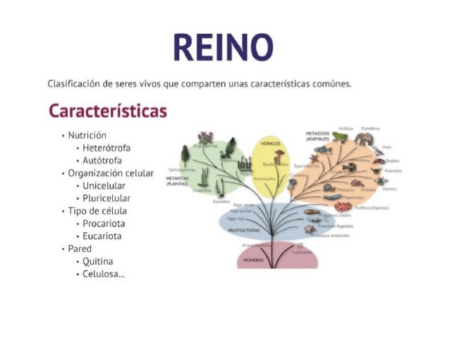 Tema 9 los seres vivos