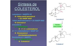 Tema 9 metabolismo colesterol .pptx