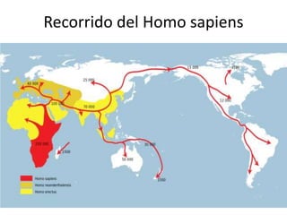 Recorrido del Homo sapiens
 