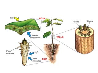 Luz                HOJA
                                        Floema   Xilema




               Gases
            atmosféricos        TALLO




Pelos
                 H2O
radicales

               Sales     RAÍZ
               minerales
 