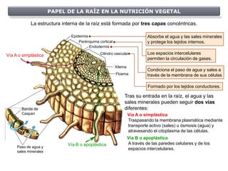 PAPEL DE LA RAÍZ EN LA NUTRICIÓN VEGETAL

            La estructura interna de la raíz está formada por tres capas concéntricas.

                              Epidermis                                    Absorbe el agua y las sales minerales
                                  Parénquima cortical                      y protege los tejidos internos.
                                        Endodermis

Vía A o simplástica                           Cilindro vascular            Los espacios intercelulares
                                                                           permiten la circulación de gases.
                                                        Xilema
                                                                           Condiciona el paso de agua y sales a
                                                        Floema             través de la membrana de sus células

                                                                           Formado por los tejidos conductores.

                                                             Tras su entrada en la raíz, el agua y las
                                                             sales minerales pueden seguir dos vías
       Banda de                                              diferentes:
       Caspari                                                   Vía A o simplástica
                                                                 Traspasando la membrana plasmática mediante
                                                                 transporte activo (sales) u ósmosis (agua) y
                                                                 atravesando el citoplasma de las células.
                                                                 Vía B o apoplástica
                             Vía B o apoplástica                 A través de las paredes celulares y de los
     Paso de agua y
                                                                 espacios intercelulares.
     sales minerales
 