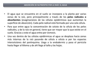 ABSORCIÓN DE NUTRIENTES POR LA RAÍZ: EL AGUA



• El agua que se encuentra en el suelo se incorpora a la planta por varias
  zonas de la raíz, pero principalmente a través de los pelos radicales o
  absorbentes (evaginaciones de las células epidérmicas que aumentan la
  superficie de absorción). Cada pelo radical está formado por una sola célula.
• Para que entre agua la concentración de soluto de la célula de los pelos
  radicales, y de la raíz en general, tiene que ser mayor que la que existe en el
  suelo. Gracias a esto el agua entra por ósmosis.
• Una vez dentro de las células epidérmicas el agua se desplaza hacia zonas
  más internas de la raíz pasando de célula a célula o por los espacios
  intercelulares del parénquima. Llega a la endodermis y pasa el periciclo
  hasta llegar al Xilema y de ahí llega al tallo y las hojas.
 