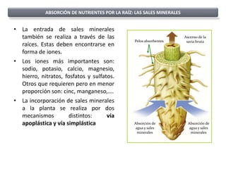 ABSORCIÓN DE NUTRIENTES POR LA RAÍZ: LAS SALES MINERALES


• La entrada de sales minerales
  también se realiza a través de las                                   Ascenso de la
                                                 Pelos absorbentes      savia bruta
  raíces. Estas deben encontrarse en
  forma de iones.
• Los iones más importantes son:
  sodio, potasio, calcio, magnesio,
  hierro, nitratos, fosfatos y sulfatos.
  Otros que requieren pero en menor
  proporción son: cinc, manganeso,….
• La incorporación de sales minerales
  a la planta se realiza por dos
  mecanismos         distintos:      vía
  apoplástica y vía simplástica                 Absorción de             Absorción de
                                                 agua y sales             agua y sales
                                                  minerales                minerales
 