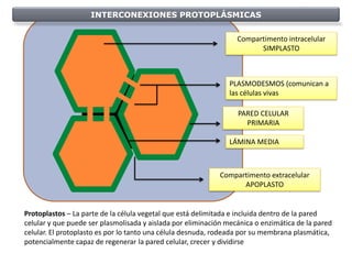 INTERCONEXIONES PROTOPLÁSMICAS


                                                                  Compartimento intracelular
                                                                        SIMPLASTO



                                                                PLASMODESMOS (comunican a
                                                                las células vivas

                                                                  PARED CELULAR
                                                                    PRIMARIA

                                                                LÁMINA MEDIA



                                                             Compartimento extracelular
                                                                   APOPLASTO


Protoplastos – La parte de la célula vegetal que está delimitada e incluida dentro de la pared
celular y que puede ser plasmolisada y aislada por eliminación mecánica o enzimática de la pared
celular. El protoplasto es por lo tanto una célula desnuda, rodeada por su membrana plasmática,
potencialmente capaz de regenerar la pared celular, crecer y dividirse
 