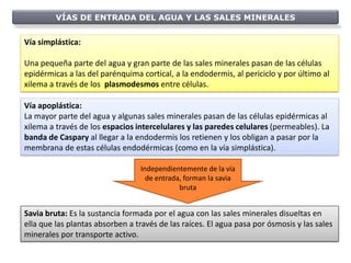VÍAS DE ENTRADA DEL AGUA Y LAS SALES MINERALES


Vía simplástica:

Una pequeña parte del agua y gran parte de las sales minerales pasan de las células
epidérmicas a las del parénquima cortical, a la endodermis, al periciclo y por último al
xilema a través de los plasmodesmos entre células.

Vía apoplástica:
La mayor parte del agua y algunas sales minerales pasan de las células epidérmicas al
xilema a través de los espacios intercelulares y las paredes celulares (permeables). La
banda de Caspary al llegar a la endodermis los retienen y los obligan a pasar por la
membrana de estas células endodérmicas (como en la vía simplástica).

                                 Independientemente de la vía
                                   de entrada, forman la savia
                                             bruta


Savia bruta: Es la sustancia formada por el agua con las sales minerales disueltas en
ella que las plantas absorben a través de las raíces. El agua pasa por ósmosis y las sales
minerales por transporte activo.
 