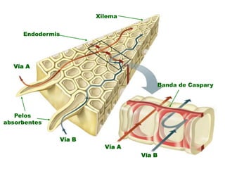 Xilema


     Endodermis




  Vía A


                                        Banda de Caspary




   Pelos
absorbentes


                  Vía B
                            Vía A
                                    Vía B
 
