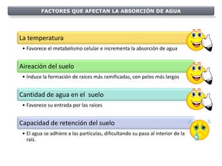 FACTORES QUE AFECTAN LA ABSORCIÓN DE AGUA




La temperatura
 • Favorece el metabolismo celular e incrementa la absorción de agua


Aireación del suelo
 • Induce la formación de raíces más ramificadas, con pelos más largos


Cantidad de agua en el suelo
 • Favorece su entrada por las raíces


Capacidad de retención del suelo
 • El agua se adhiere a las partículas, dificultando su paso al interior de la
   raíz.
 