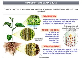 TRANSPORTE DE SAVIA BRUTA


Son un conjunto de fenómenos que provocan el ascenso de la savia bruta en contra de la
                                    gravedad.

                                             TRANSPIRACIÓN

                                              La pérdida de agua por evaporación produce una
                                              fuerza capaz de absorber el agua en la raíz y
                                              conducirla por el xilema hasta las hojas.
                                                                           En la ascensión del
                                 H2O                                     agua también interviene
                                              TENSIÓN - COHESIÓN             la capilaridad
                                                     Los enlaces de
                                                 hidrógeno entre las
                                                 moléculas de agua
                                  Ascenso de la        permiten una
                                   savia bruta        cohesión muy
                                                           elevada.

                                             PRESIÓN RADICULAR
                                              Es debida a la entrada de agua del suelo a la raíz
                                              por ósmosis, ya que la concentración de solutos
                                              es mayor en las células que en el agua.

                                        Entrada de agua
 