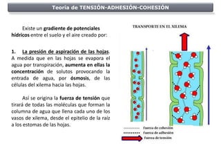 Teoría de TENSIÓN-ADHESIÓN-COHESIÓN



     Existe un gradiente de potenciales
hídricos entre el suelo y el aire creado por:


1. La presión de aspiración de las hojas.
A medida que en las hojas se evapora el
agua por transpiración, aumenta en ellas la
concentración de solutos provocando la
entrada de agua, por ósmosis, de las
células del xilema hacia las hojas.

      Así se origina la fuerza de tensión que
tirará de todas las moléculas que forman la
columna de agua que llena cada uno de los
vasos de xilema, desde el epitelio de la raíz
a los estomas de las hojas.
 