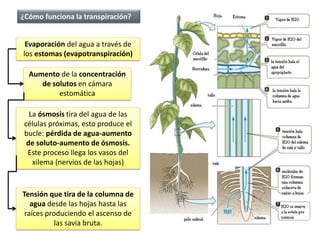 ¿Cómo funciona la transpiración?


 Evaporación del agua a través de
los estomas (evapotranspiración)

  Aumento de la concentración
     de solutos en cámara
          estomática

   La ósmosis tira del agua de las
 células próximas, esto produce el
 bucle: pérdida de agua-aumento
  de soluto-aumento de ósmosis.
  Este proceso llega los vasos del
    xilema (nervios de las hojas)



Tensión que tira de la columna de
   agua desde las hojas hasta las
 raíces produciendo el ascenso de
           las savia bruta.
 
