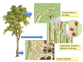Transpiración en
      las hojas




   Capilaridad, cohesión y
   adhesión molecular




Presión radicular
 