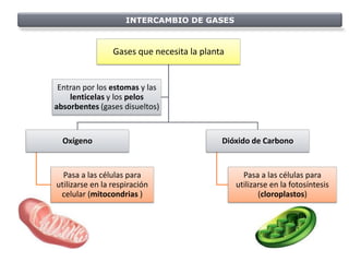 INTERCAMBIO DE GASES



                 Gases que necesita la planta


 Entran por los estomas y las
    lenticelas y los pelos
absorbentes (gases disueltos)


  Oxígeno                                   Dióxido de Carbono


  Pasa a las células para                         Pasa a las células para
utilizarse en la respiración                    utilizarse en la fotosíntesis
 celular (mitocondrias )                               (cloroplastos)
 