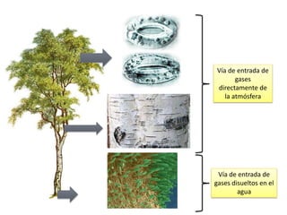 Vía de entrada de
       gases
directamente de
   la atmósfera




 Vía de entrada de
gases disueltos en el
        agua
 