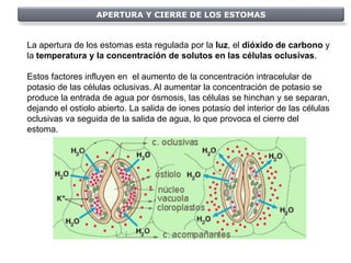 APERTURA Y CIERRE DE LOS ESTOMAS


La apertura de los estomas esta regulada por la luz, el dióxido de carbono y
la temperatura y la concentración de solutos en las células oclusivas.

Estos factores influyen en el aumento de la concentración intracelular de
potasio de las células oclusivas. Al aumentar la concentración de potasio se
produce la entrada de agua por ósmosis, las células se hinchan y se separan,
dejando el ostiolo abierto. La salida de iones potasio del interior de las células
oclusivas va seguida de la salida de agua, lo que provoca el cierre del
estoma.
 