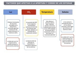 FACTORES QUE AFECTAN A LA APERTURA Y CIERRE DE LOS ESTOMAS




    Luz                     CO2                  Temperatura               Solutos



                                                       Solo afecta al         La luz activa la
 Produce incremento       El aumento de CO2          alcanzar valores
     de azucares             en los espacios                               entrada de iones K+
                                                      altos. Muchas            en las células
   formados en la             intracelulares        plantas cierran los
     fotosíntesis,        provoca el cierre de                             oclusivas, entra agua
                                                   estomas por encima        por ósmosis y el
  entrando agua por        los estomas (por        de los 35ºC (debido
    ósmosis en las       ejemplo, debido a un                                estoma se abre.
                                                     al aumento de la
 células oclusivas. El       aumento de la         respiración celular y
   estoma se abre.        respiración celular)         por tanto, un
                                                   incremento de CO2
                                                                           La salida de K+ por la
                                                                            noche provoca así
                                                                            mismo la salida de
 La falta de luz en la    La disminución de                                 agua y el cierre de
    mayoría de las            CO2 (por la                                       los estomas
  plantas provoca el         fotosíntesis )
cierre de los estomas    favorece la apertura
                            de los estomas
 