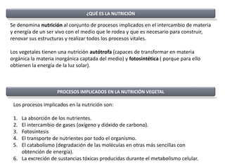 ¿QUÉ ES LA NUTRICIÓN

Se denomina nutrición al conjunto de procesos implicados en el intercambio de materia
y energía de un ser vivo con el medio que le rodea y que es necesario para construir,
renovar sus estructuras y realizar todos los procesos vitales.

Los vegetales tienen una nutrición autótrofa (capaces de transformar en materia
orgánica la materia inorgánica captada del medio) y fotosintética ( porque para ello
obtienen la energía de la luz solar).



                    PROCESOS IMPLICADOS EN LA NUTRICIÓN VEGETAL

 Los procesos implicados en la nutrición son:

 1. La absorción de los nutrientes.
 2. El intercambio de gases (oxígeno y dióxido de carbono).
 3. Fotosíntesis
 4. El transporte de nutrientes por todo el organismo.
 5. El catabolismo (degradación de las moléculas en otras más sencillas con
    obtención de energía).
 6. La excreción de sustancias tóxicas producidas durante el metabolismo celular.
 