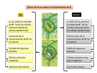 Efecto de la Luz sobre la Concentración de K+


          Día                                                       Noche

La luz activa la entrada                                    La falta de luz provoca
de K+ hacia las células                                     la salida de K+ de las
oclusivas desde las                                         células oclusivas hacia
células epidérmicas                                         las células epidérmicas

Aumento de la                                               Disminución de la
concentración de K+ en                                      concentración de K+ en
el interior                                                 el interior

Entrada de agua por                                         Salida de agua por
ósmosis                                                     ósmosis

Células oclusivas                                           Células oclusivas muy
turgentes                                                   poco turgentes

Apertura del estoma                                         Cierre del estoma
 