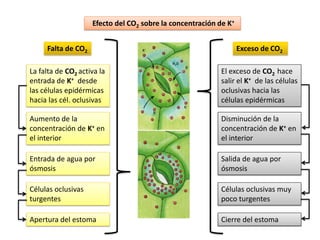Efecto del CO2 sobre la concentración de K+


     Falta de CO2                                                 Exceso de CO2

La falta de CO2 activa la                                 El exceso de CO2 hace
entrada de K+ desde                                       salir el K+ de las células
las células epidérmicas                                   oclusivas hacia las
hacia las cél. oclusivas                                  células epidérmicas

Aumento de la                                             Disminución de la
concentración de K+ en                                    concentración de K+ en
el interior                                               el interior

Entrada de agua por                                       Salida de agua por
ósmosis                                                   ósmosis

Células oclusivas                                         Células oclusivas muy
turgentes                                                 poco turgentes

Apertura del estoma                                       Cierre del estoma
 