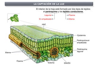 LA CAPTACIÓN DE LA LUZ

                   El interior de la hoja está formado por dos tipos de tejidos:
                            el parénquima y los tejidos conductores.
                            Lagunar                    Floema

                      En empalizada                    Xilema

                         HAZ




                                                                 Epidermis

                                                                Parénquima en
                                                                empalizada


                                                                Parénquima
                                                                lagunar
Xilema



         Floema
                                Estoma            ENVÉS
 