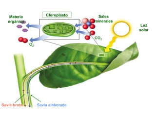 LA FOTOSÍNTESIS

    Materia            Cloroplasto       Sales
   orgánica                             minerales
                                                     Luz
                                                    solar

                                        CO2
              O2




Savia bruta        Savia elaborada
 