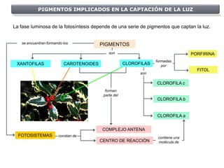 PIGMENTOS IMPLICADOS EN LA CAPTACIÓN DE LA LUZ


La fase luminosa de la fotosíntesis depende de una serie de pigmentos que captan la luz.


   se encuentran formando los            PIGMENTOS
                                             son                                   PORFIRINA
                                                                   formadas
 XANTOFILAS               CAROTENOIDES                CLOROFILAS      por
                                                                                     FITOL
                                                            son

                                                                   CLOROFILA c
                                           forman
                                          parte del
                                                                   CLOROFILA b


                                                                   CLOROFILA a


                                         COMPLEJO ANTENA
  FOTOSISTEMAS         constan de                                   contiene una
                                         CENTRO DE REACCIÓN         molécula de
 