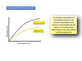 Concentración de O2 ambiental



                                                    En similares situaciones de
                                                      intensidad luminosa, las
                                      0.5% de O2      plantas sometidas a una
                                                    menor concentración de O2
Asimilación CO2




                                                       tienen un rendimiento
                                                   fotosintético más alto (evitan
                                      20% de O2
                                                         la fotorrespiración)




                  Intensidad de luz
 