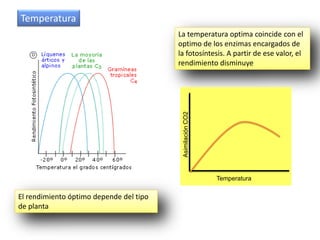 Temperatura
                                         La temperatura optima coincide con el
                                         optimo de los enzimas encargados de
                                         la fotosíntesis. A partir de ese valor, el
                                         rendimiento disminuye




                                          Asimilación CO2
                                                            Temperatura

El rendimiento óptimo depende del tipo
de planta
 