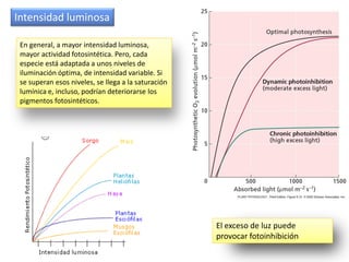 Intensidad luminosa

 En general, a mayor intensidad luminosa,
 mayor actividad fotosintética. Pero, cada
 especie está adaptada a unos niveles de
 iluminación óptima, de intensidad variable. Si
 se superan esos niveles, se llega a la saturación
 lumínica e, incluso, podrían deteriorarse los
 pigmentos fotosintéticos.




                                                     El exceso de luz puede
                                                     provocar fotoinhibición
 