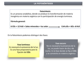 LA FOTOSÍNTESIS



                                    Fotosíntesis:
   Es un proceso anabólico, donde se produce la transformación de materia
   inorgánica en materia orgánica con la participación de energía luminosa.

   Fórmula general:

   6 CO2 + 12 H20 + Sales minerales + luz solar                C6H12O6 + 6O2 +6 H20



En la fotosíntesis podemos distinguir dos fases:


                                                         Fase oscura:
          Fase luminosa:
                                             No es necesaria la presencia de la
 Es necesaria la presencia de la luz.
                                               luz, se puede hacer de día y de
  Es una fase preparatoria para la
                                            noche. Es la fase donde se fija el CO2
          fijación del CO2
                                             y se convierte en materia orgánica
 