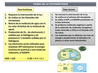 FASES DE LA FOTOSÍNTESIS

            Fase luminosa                               Fase oscura

1. Requiere la intervención de la luz .     1. No necesita la intervención de la luz.
2. Se realiza en los tilacoides del         2. Se realiza en el estroma del cloroplasto.
   cloroplasto.                             3. Se utiliza el ATP y el NADPH producidos en
                                               la fase luminosa
3. Rotura de la molécula de agua con la
                                            4. Se producen moléculas orgánicas a partir
   luz solar (Fotolisis de la molécula de      de la reducción de moléculas inorgánicas
   agua)                                       (sales minerales y CO2) en el llamado ciclo
4. Producción de O2 , de electrones(e-)        de Calvin.
   cedidos por el hidrógeno y de            5. Las moléculas que se obtienen son ricas en
   protones (H+) también cedidos por el        energía y proporcionan el alimento a la
   hidrógeno                                   planta y a otros seres heterótrofos.
5. Los electrones serán utilizados para
   sintetizar ATP (almacenar la energía
   lumínica en química) y una molécula
   reductora, el NADPH

H2O + LUZ             ½ O2 + 2 H++ 2 e-
 