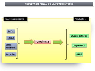 RESULTADO FINAL DE LA FOTOSÍNTESIS




Reactivos iniciales                                        Productos



  6 CO2
                                                      Glucosa C6H12O6
  12 H20
                             FOTOSÍNTESIS
 Sales                                                 Oxígeno 6O2
 minerales

 Luz solar                                                  6 H20
 