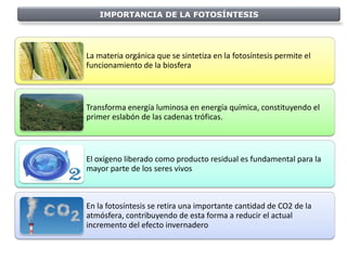 IMPORTANCIA DE LA FOTOSÍNTESIS




La materia orgánica que se sintetiza en la fotosíntesis permite el
funcionamiento de la biosfera



Transforma energía luminosa en energía química, constituyendo el
primer eslabón de las cadenas tróficas.



El oxígeno liberado como producto residual es fundamental para la
mayor parte de los seres vivos



En la fotosíntesis se retira una importante cantidad de CO2 de la
atmósfera, contribuyendo de esta forma a reducir el actual
incremento del efecto invernadero
 