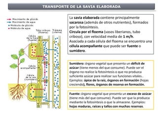 TRANSPORTE DE LA SAVIA ELABORADA


           La savia elaborada contiene principalmente
           sacarosa (además de otros nutrientes), formados
           por la fotosíntesis.
           Circula por el floema (vasos liberianos, tubo
           criboso), con velocidad media de 1 m/h.
           Asociada a cada célula del floema se encuentra una
           célula acompañante que puede ser fuente o
           sumidero.


           Sumidero: órgano vegetal que presenta un déficit de
           azúcar (tiene menos del que consume). Puede ser el
           órgano no realice la fotosíntesis o que no produzca
           suficiente azúcar para realizar sus funciones vitales..
           Ejemplos: ápice de la raíz, órganos en formación (hojas
           creciendo), flores, órganos de reserva en formación.

           Fuente: órgano vegetal que presenta un exceso de azúcar
           (tiene más del que consume). Puede ser que la produzca
           mediante la fotosíntesis o que la almacene. Ejemplos:
           hojas maduras, raíces y tallos con muchas reservas.
 