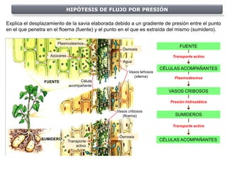 HIPÓTESIS DE FLUJO POR PRESIÓN

Explica el desplazamiento de la savia elaborada debido a un gradiente de presión entre el punto
en el que penetra en el floema (fuente) y el punto en el que es extraída del mismo (sumidero).

                      Plasmodesmos
                                                                               FUENTE
                                                    Ósmosis
                   Azúcares                                                Transporte activo
                                                    Agua
                                                                       CÉLULAS ACOMPAÑANTES
                                                       Vasos leñosos
                                                          (xilema)          Plasmodesmos
                FUENTE             Célula
                              acompañante
                                                                          VASOS CRIBOSOS

                                                                          Presión hidrostática

                                                 Vasos cribosos
                                                    (floema)                SUMIDEROS

                                                                           Transporte activo

                                                  Ósmosis
               SUMIDERO                                                CÉLULAS ACOMPAÑANTES
                              Transporte
                                  activo
 