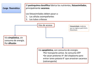 El parénquima clorofílico fabrica los nutrientes, fotoasimilados,
Carga floemática        principalmente sacarosa.

                        Los fotoasimilados deben pasar a:
                        1. Las células acompañantes
                        2. Los tubos cribosos

                                     Vías de acceso                    Fotoasimilado: molécula
                                                                       que se origina a partir de la
                                                                       fotosíntesis




 Vía simplástica, sin
 consumo de energía.
 Por difusión

                                     Vía apoplástica, con consumo de energía:
                                          •Por transporte activo. Se consume ATP
                                          •Se sacan protones H+ del citoplasma para
                                          entrar iones potasio K+ que arrastran sacarosa
                                          (cotransporte)
 