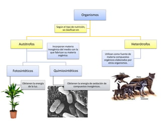 Organismos


                                   Según el tipo de nutrición,
                                        se clasifican en




    Autótrofos                                                                                      Heterótrofos
                                Incorporan materia
                            inorgánica del medio con la
                              que fabrican su materia
                                                                              Utilizan como fuente de
                                     orgánica.
                                                                               materia compuestos
                                                                             orgánicos elaborados por
                                                                                 otros organismos.


Fotosintéticos                  Quimiosintéticos


      Obtienen la energía                    Obtienen la energía de oxidación de
           de la luz.                             compuestos inorgánicos.
 