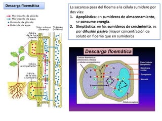 Descarga floemática   La sacarosa pasa del floema a la célula sumidero por
                      dos vías:
                      1. Apoplástica: en sumideros de almacenamiento,
                          se consume energía.
                      2. Simplástica: en los sumideros de crecimiento, es
                          por difusión pasiva (mayor concentración de
                          soluto en floema que en sumidero)
 