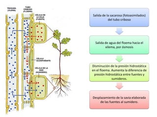 Salida de la sacarosa (fotoasimilados)
           del tubo criboso




  Salida de agua del floema hacia el
         xilema, por ósmosis




Disminución de la presión hidrostática
en el floema. Aumenta la diferencia de
 presión hidrostática entre fuentes y
              sumideros.




Desplazamiento de la savia elaborada
     de las fuentes al sumidero.
 