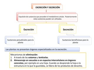 EXCRECIÓN Y SECRECIÓN


              Expulsión de sustancias que proceden el metabolismo celular. Posteriormente
                                 estas sustancias pueden ser utilizadas.




                    Excreción                                          Secreción


 Sustancias perjudiciales para la                                     Sustancias beneficiosas para la
             planta                                                               planta


Las plantas no presentan órganos especializados en la excreción.

    Mecanismos de eliminación:
    1. A través de los estomas y lenticelas.
    2. Almacenaje en vacuolas o en espacios intercelulares en órganos
       concretos, por ejemplo en una hoja. Cuando se desprende la hoja o la
       estructura en la que lo guardaba, se libera de los productos de desecho.
 