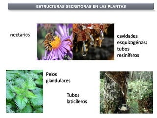 ESTRUCTURAS SECRETORAS EN LAS PLANTAS
 